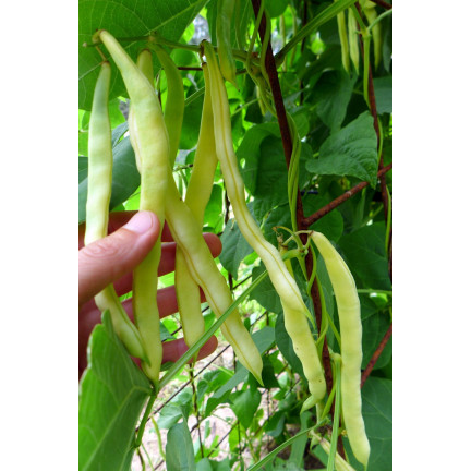 W3587 ZELENÉ FAZOLKY TIC 10G SEMÍNKA FAZOLÍ NECKARGOLD ŽLUTÁ