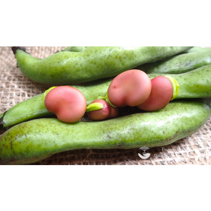 W1007 BÓB KARMAZYN Vicia faba L. var. major karminowo-czerwonej plenny smaczny wczesny 30G