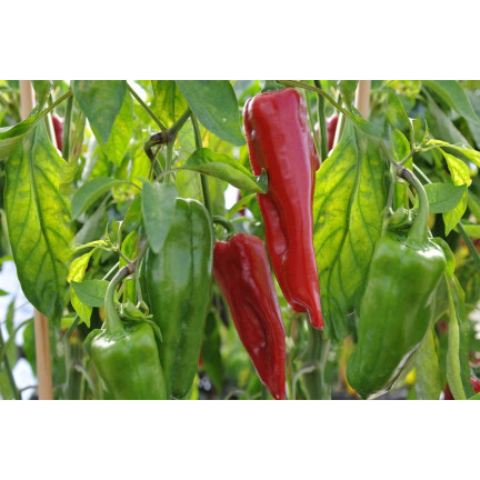 W1314 Sweet Marconi Pepper, High-Yielding, Disease-Resistant, Sweet Fruit, Long, Conical, Red, Capsicum annuum L., 0.5 g