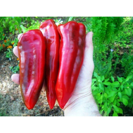 W1314 Sweet Marconi Pepper, High-Yielding, Disease-Resistant, Sweet Fruit, Long, Conical, Red, Capsicum annuum L., 0.5 g
