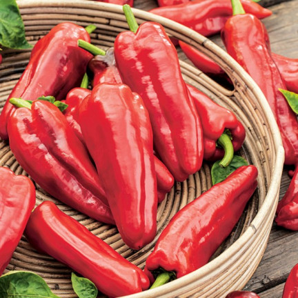 W1314 Sweet Marconi Pepper, High-Yielding, Disease-Resistant, Sweet Fruit, Long, Conical, Red, Capsicum annuum L., 0.5 g