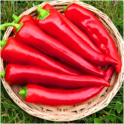 W1314 Sweet Marconi Pepper, High-Yielding, Disease-Resistant, Sweet Fruit, Long, Conical, Red, Capsicum annuum L., 0.5 g