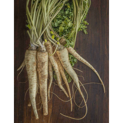 W1148 PETRŽEL KOŘENOVÁ PETRŽEL SEMENA RANÁ ZELENINA 5G