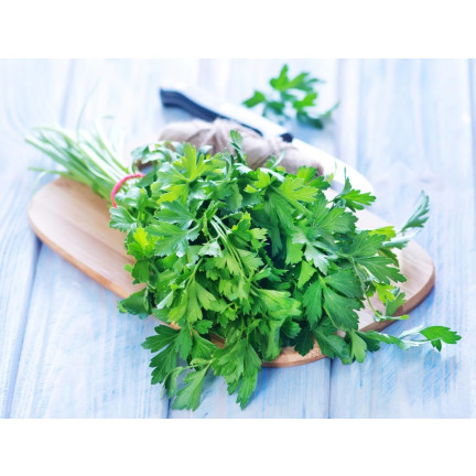 W3754 PETRŽEL GIGANTE D'ITALIA 2G SEMENO VYSOCE PRODUKTIVNÍ AROMATICKÁ