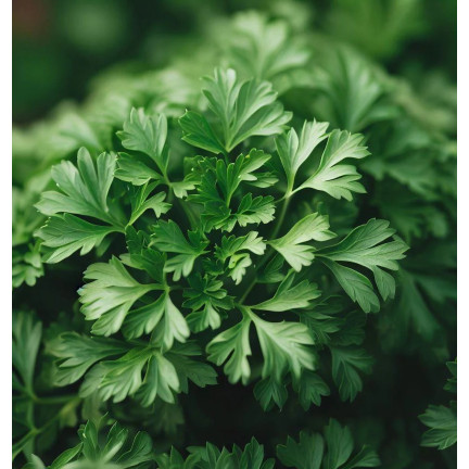 W3754 PETRŽEL GIGANTE D'ITALIA 2G SEMENO VYSOCE PRODUKTIVNÍ AROMATICKÁ