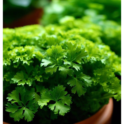 W3754 PETRŽEL GIGANTE D'ITALIA 2G SEMENO VYSOCE PRODUKTIVNÍ AROMATICKÁ