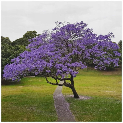  Imperial Paulownia (oxygen tree) CO2