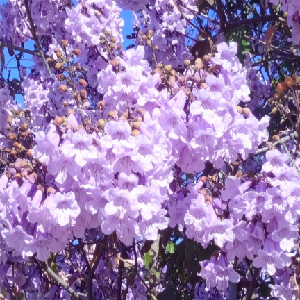  Imperial Paulownia (oxygen tree) CO2