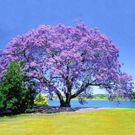 Imperial Paulownia (oxygen tree) CO2