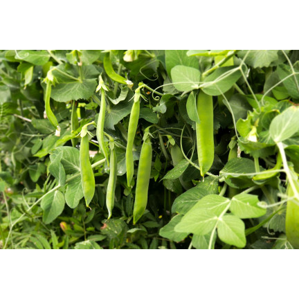 W0746 SCHALERBSE SECHS WOCHEN ALTES SAATGUT 50G SCHNELLE ERNTE