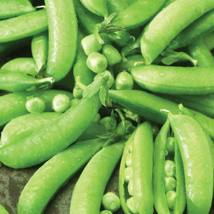 W1062 ZUCKERERBSEN AMBROSIA FRÜHE ERBSEN SAMEN PRODUKTIV 50G