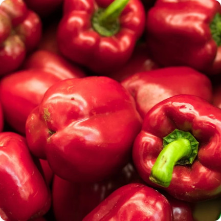W1135 KALIFORNIEN WUNDER ROTE SÜSSE SALATPAPRIKA SAMEN 0.5G