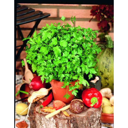 W3754 PETRŽEL GIGANTE D'ITALIA 2G SEMENO VYSOCE PRODUKTIVNÍ AROMATICKÁ