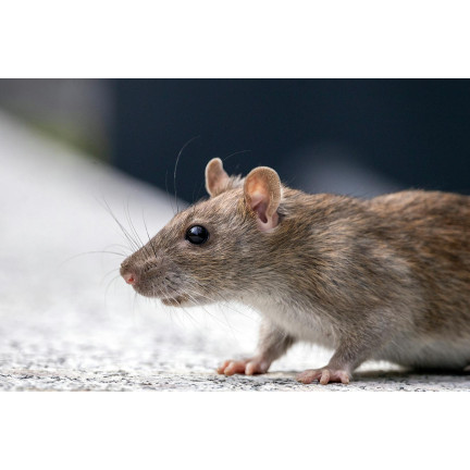 Granular poison for mice, rodents, and rats, 25 ppm, Sumin box, 480 g (4 x 120 g)