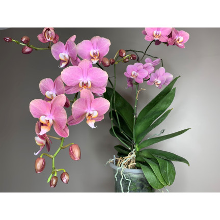 BIO8 NATÜRLICHES ORCHIDEENZUCHTMEDIUM 3L BIOVITA