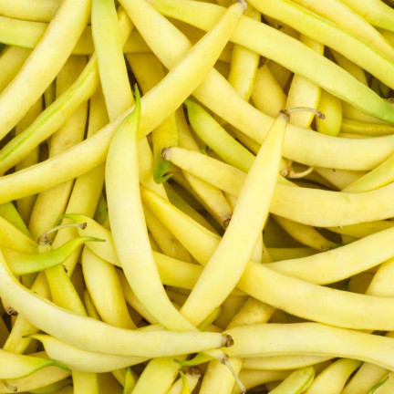 W3587 ZELENÉ FAZOLKY TIC 10G SEMÍNKA FAZOLÍ NECKARGOLD ŽLUTÁ