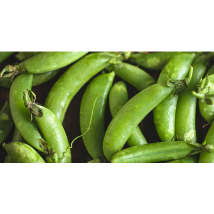 W1062 ZUCKERERBSEN AMBROSIA FRÜHE ERBSEN SAMEN PRODUKTIV 50G