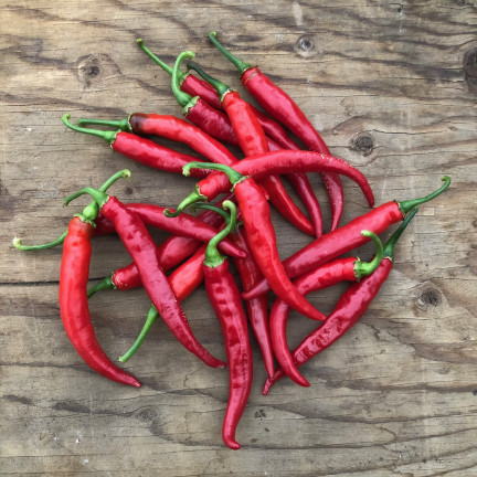 W1137 DE CAYENNE HOT CHILLI PFEFFERSAMEN PIKANT 0,5G