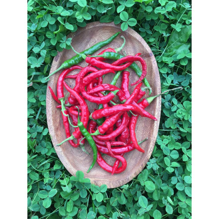 W1137 DE CAYENNE HOT CHILLI PFEFFERSAMEN PIKANT 0,5G