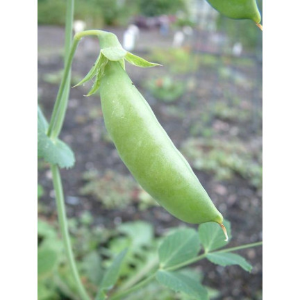 W0746 SCHALERBSE SECHS WOCHEN ALTES SAATGUT 50G SCHNELLE ERNTE