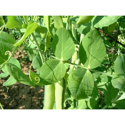 W0746 SCHALERBSE SECHS WOCHEN ALTES SAATGUT 50G SCHNELLE ERNTE
