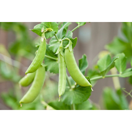 W0746 SCHALERBSE SECHS WOCHEN ALTES SAATGUT 50G SCHNELLE ERNTE