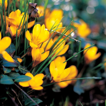 CEB18 KROKUS CEBULKI KROKUSÓW KROKUSY ŻÓŁTE FUSCOTINCTUS CHRYSANTHUS 50SZT