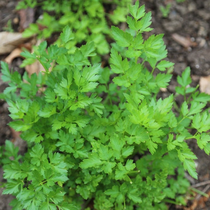 W3754 PETRŽEL GIGANTE D'ITALIA 2G SEMENO VYSOCE PRODUKTIVNÍ AROMATICKÁ
