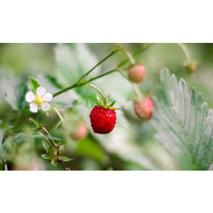 W1181 ERDBEERSAMEN RUGIA FRUCHTBAR SAFTIGE FRUCHT SÜSSESTE 0.2G