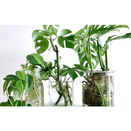 SUM28 SUMIN Multiroots Bewurzelungsmittel für Stecklinge und Zwiebeln von Zierpflanzen 100 ml