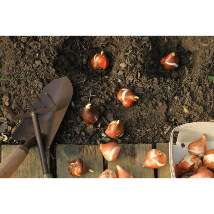 CEB5 TULIP PRAESTANS SHOGUN BLUMENZWIEBEL 50 STÜCK.