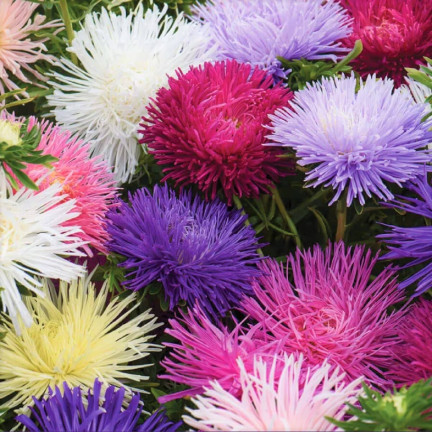 R0425 NEEDLE ASTER TALL MIX COLOR 1 GR SAMEN SCHNITTBLUMEN UND BLUMENBEETE
