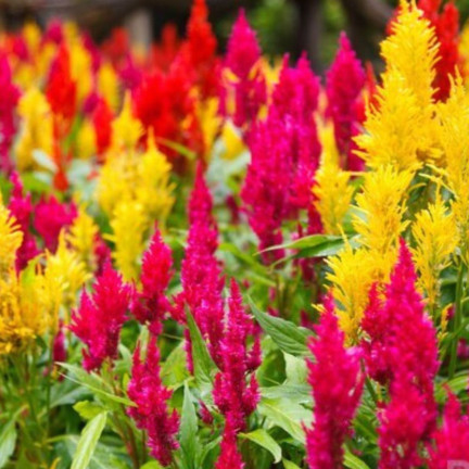 R2067 CELOZJA PIERZASTA MIX Kolorowe kwiaty Pióropusze MIESZANKA DEKORACJA ogród