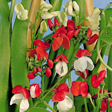 R2096 ORNATIVE FASOLA MIX SAMEN EIN JAHR ALT FÜR WÄNDE ALTAN TARAS 6SZT.