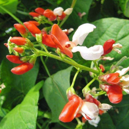 R2096 ORNATIVE FASOLA MIX SAMEN EIN JAHR ALT FÜR WÄNDE ALTAN TARAS 6SZT.