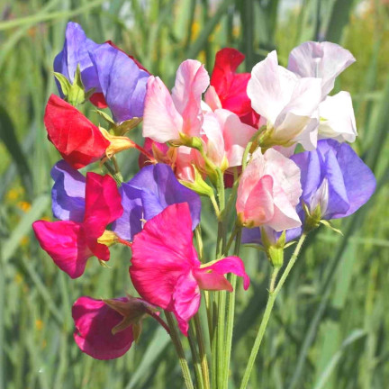 R2116 GROSZEK PACHNĄCY NASIONA MIX 3G JEDNOROCZNA PNĄCA PASTELOWE KOLORY