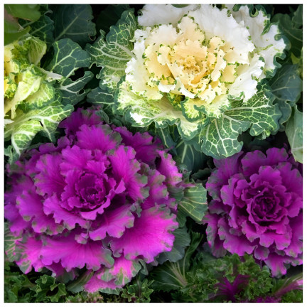 R2130 SMĚS SEMEN OKRASNÉHO ZELÍ KUDRNATÉHO JEDNOLETÉHO VÍCEBAREVNÉHO