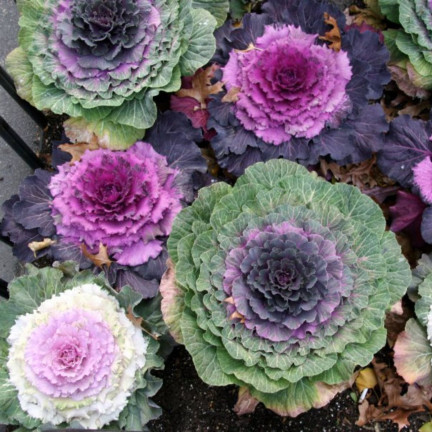 R2130 SMĚS SEMEN OKRASNÉHO ZELÍ KUDRNATÉHO JEDNOLETÉHO VÍCEBAREVNÉHO