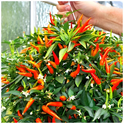R2199 Ornamental Pepper Mix, Annual, Assorted Colors, Balcony, Capsicum annuum L.