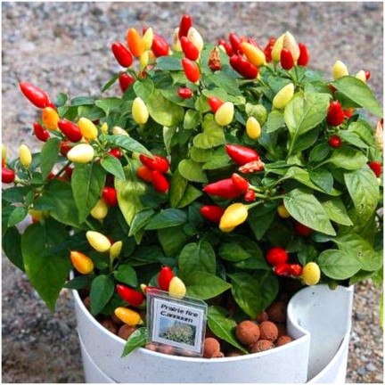 R2199 Ornamental Pepper Mix, Annual, Assorted Colors, Balcony, Capsicum annuum L.