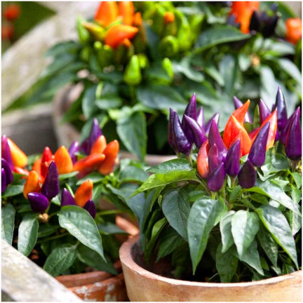 R2199 Ornamental Pepper Mix, Annual, Assorted Colors, Balcony, Capsicum annuum L.