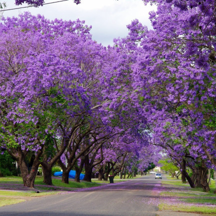  Imperial Paulownia (oxygen tree) CO2