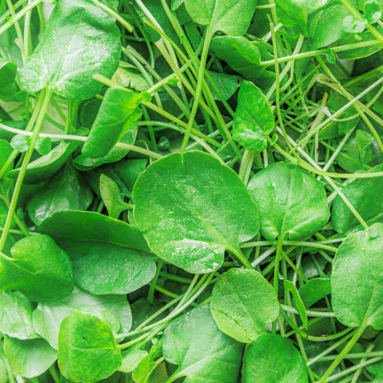 W1187 Rukiew wodna duzo witamin nasiona warzyw plenna odporna superfood