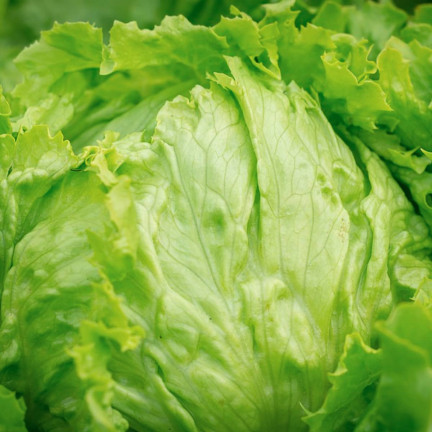 W1212 KNACKIGER EISBERGSALAT KÖNIGIN DES SOMMERS FRÜHGEMÜSESALAT SAMEN 1G