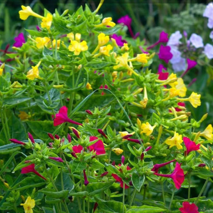 R2093 DZIWACZEK 2G nasiona kwiaty TORAF  kolor wielobarwny rabaty fluorescencyjny