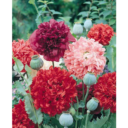 R3969 LETNÍ MÁK PLNOBAREVNÁ SMĚS SEMEN MÁKU 0.5G PIVOŇKOVÝ MÁK