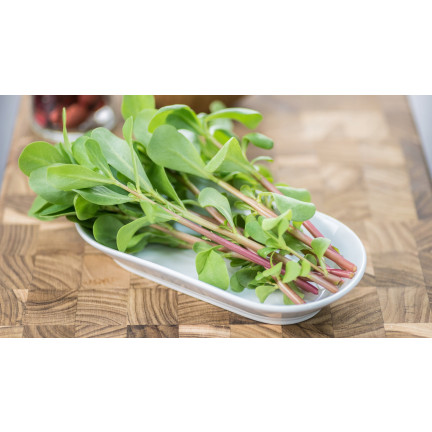 W1768 PORTULAKA WARZYWNA NASIONA 1G TORAF SMACZNA ZROWA SUPERFOOD OMEGA-3