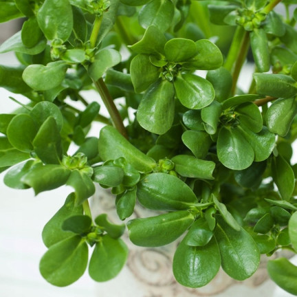 W1768 PORTULAKA WARZYWNA NASIONA 1G TORAF SMACZNA ZROWA SUPERFOOD OMEGA-3