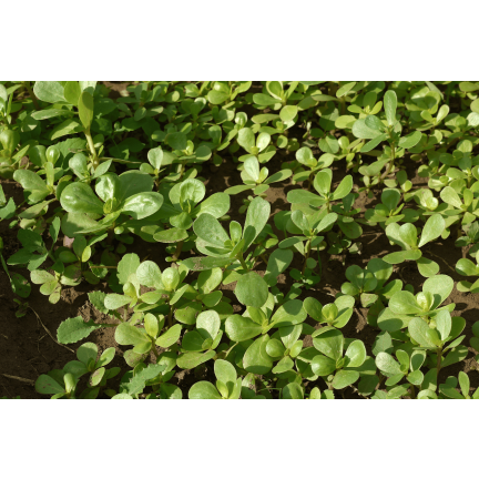 W1768 PORTULAKA WARZYWNA NASIONA 1G TORAF SMACZNA ZROWA SUPERFOOD OMEGA-3