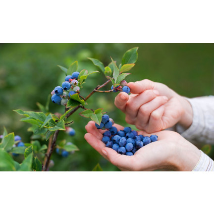 Organic blueberry fertilizer, blueberry granules, organic, natural, Biovita 3 kg
